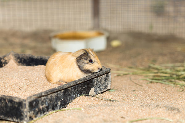 Bedding-small-animals