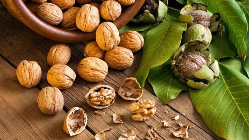 نقش پوست گردو ، خرید پودر پوست گردو و گیلسونایت از نیکان