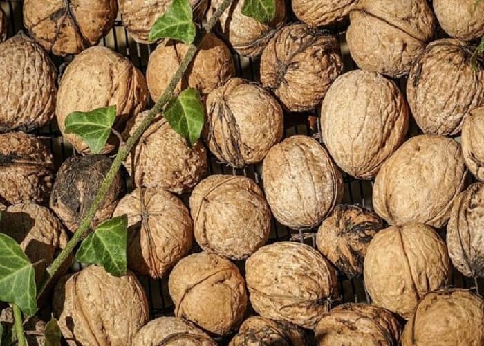 خواص پوست چوبی گردو برای خاک