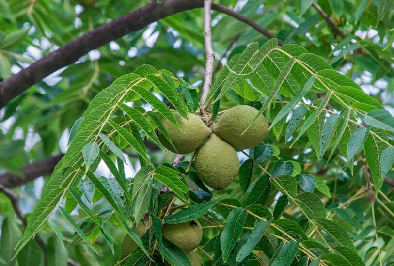 پوست گردو برای زغال