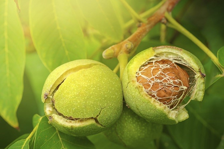 موارد استفاده از پوست سبز گردو