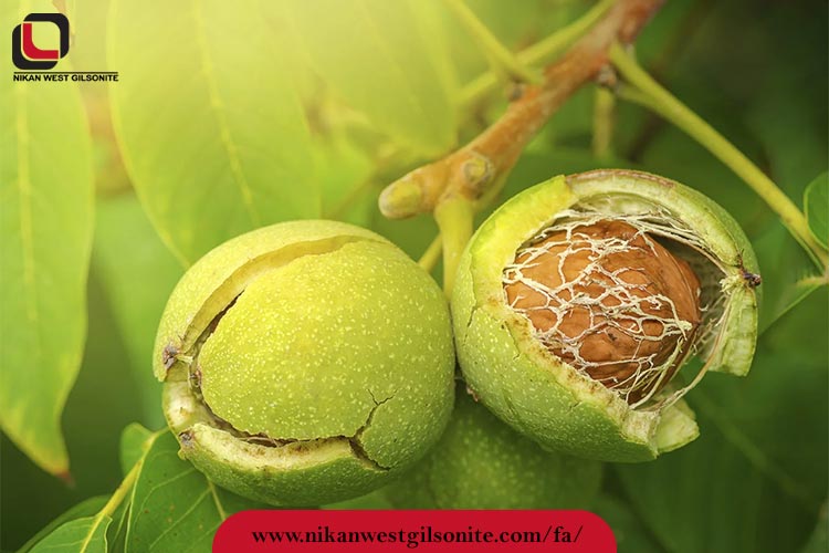 خواص پوست گردو
