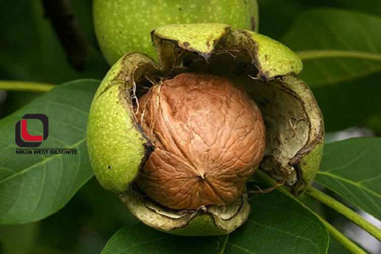 چگونه پوست سبز گردو را جدا کنیم