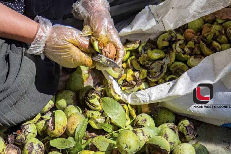 جدا کردن پوست سبز گردو