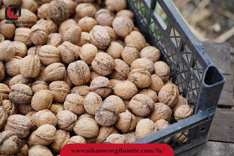 راهنمای خرید گردو