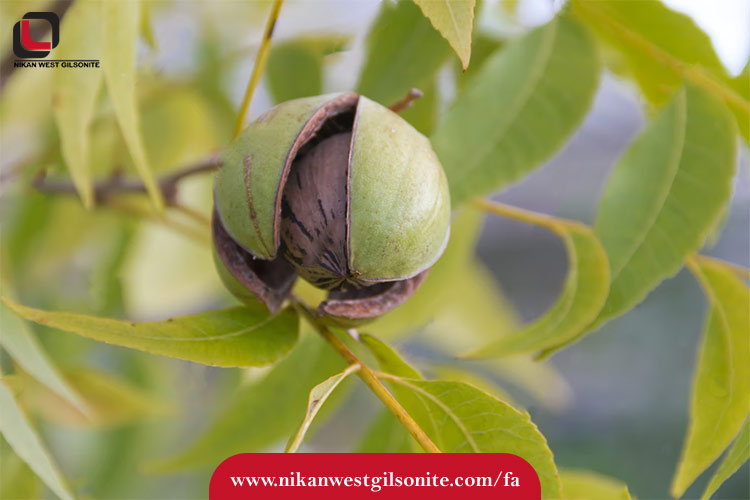 روش جدید پیوند گردو