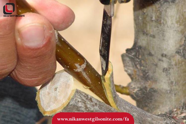 انواع پیوند گردو