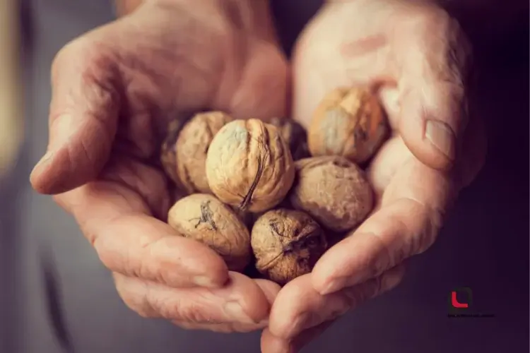خواص روغن گردو برای چشم